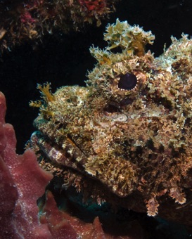 Scorpion Fish
